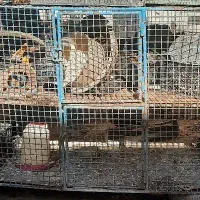 قفس|لوازم جانبی حیوانات|کازرون, |دیوار