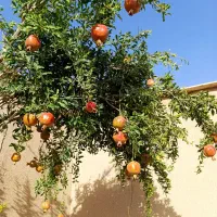 فروش باغ درخورهه