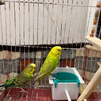 یه جفت مرغ عشق سالم 1 ساله|پرنده|کاشان, جمال آباد|دیوار