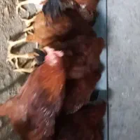 خروس جوان بومی