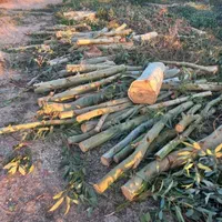 خرید انواع چوب باغی و ساختمانی