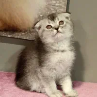بچه گربه اسکاتیش سیلور نر|گربه|تهران, تهرانسر مرکزی|دیوار