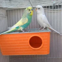 یک جفت فنج سفید زبیا و ۲ عدد مرغ عشق سرلاکی|پرنده|مشهد, نیزه|دیوار