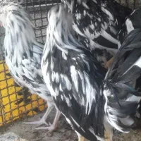 خروس و نیمچه خروس گلین|حیوانات مزرعه|شهرکرد, |دیوار