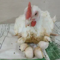 مرغ ارگانیک بدون هیچ داروی صنعتی|خوردنی و آشامیدنی|شهریار, رنگرز|دیوار