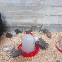 بلدرچین مینیاتوری کرچ شو بهترین و خاص ترین رنگ ها