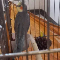 عروس هلندی کاملا دستی سه کلمه بلده نر نژاد سینامون