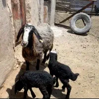 یک راس گوسفند دوقلوزاه بادوبره