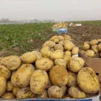 سیب زمینی زرد و درجه یک