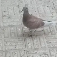 پلاکی گم  سیاه