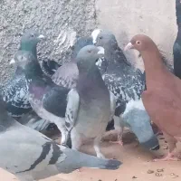 20کبوتر پلاکی پولکی و...|پرنده|خورموج, |دیوار