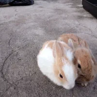 سلام فروش دوتا خرگوش یکی لوپ یکی معمولی با قفس|موش و خرگوش|یزد, |دیوار