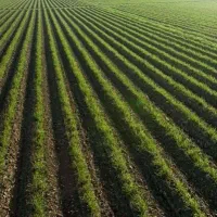 چند-قطعه-زمین-واقع-در-خیابان-معاینه-فنی-بافق