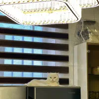 گربه اسکاتیش ماده|گربه|کرمان, |دیوار