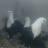 شش عددکلاغ|حیوانات مزرعه|چناران, |دیوار