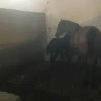 اسب|اسب و تجهیزات اسب‌سواری|اردبیل, |دیوار