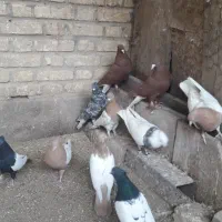 ۲ تا دسته کفتری رنگی و پلاکی|پرنده|آباده, |دیوار