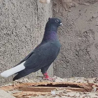 کبوتر|پرنده|قره ضیاالدین, |دیوار