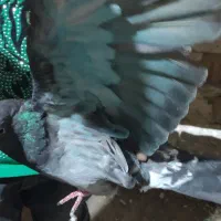 حدود سی عدد. کبوتر سالم پرشی|پرنده|انزل, |دیوار