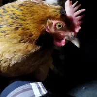 مرغ و خروس کوردی|حیوانات مزرعه|جوانرود, |دیوار