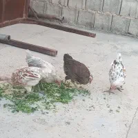 جوجه محلی
