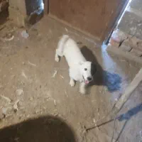 سگ پاکوتا بیستی