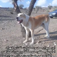 گمشده ،الابای ، سگ