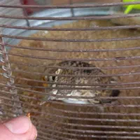 سهره خاکی سهره قناری|پرنده|رباط‌کریم, رباط‌کریم|دیوار