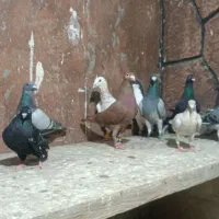 کفتر پرشی