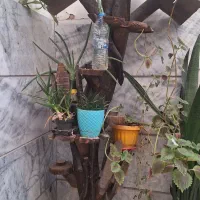 درختچه بار