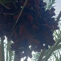 طلای هدیه رایگان