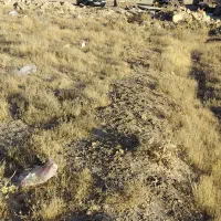 فروش زمین تجاری|فروش دفتر صنعتی، کشاورزی، تجاری|قروه, |دیوار