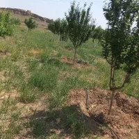 باغ همراه استخرشخصی ساز|فروش زمین و ملک کلنگی|قاهان, |دیوار