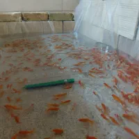 ماهی قرمز|ماهی|یزد, |دیوار