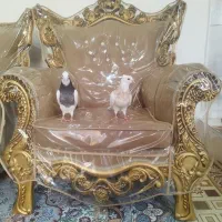 چند تا طوقی