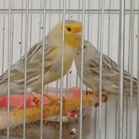 قناری یلو فاکتور .فایو و برونو