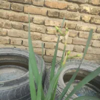 گل نرگس گلدانی