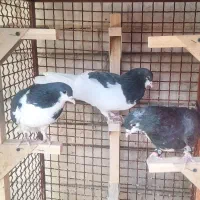 دوتا یال سیاه جوان بندی مست