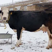 گاو شیری سمینتال|حیوانات مزرعه|نظر کهریزی, |دیوار