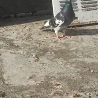 کبوتر|پرنده|زاهدان, |دیوار