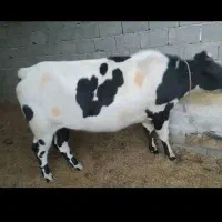 گوساله ماده|حیوانات مزرعه|سراوان, |دیوار