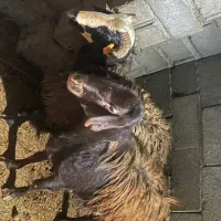 گوسفند قوچ‌اصیل