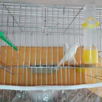 قناری ماده رسمی سفید بلند|پرنده|تبریز, |دیوار