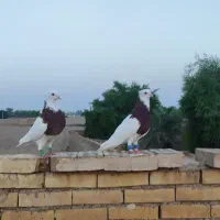 پرنده کبوتر