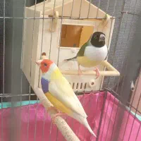 جفت فنچ گلدین