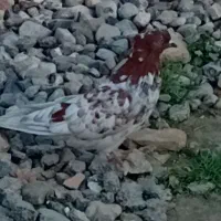 کبوتر تیپی مست