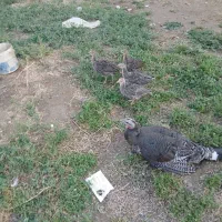 بوقلمون|حیوانات مزرعه|بروجرد, |دیوار