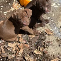 توله سگ پیتبول