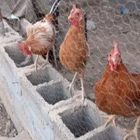 خروس عربی|حیوانات مزرعه|چمران, |دیوار