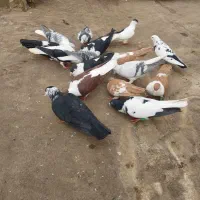 چپ ساده افغانی|پرنده|مشهد, رضاییه|دیوار